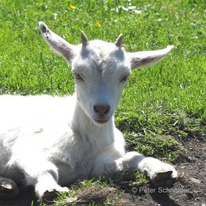 Ziegenbaby