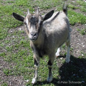 Ziegenbaby