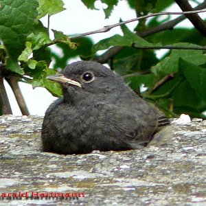 Phoenicurus phoenicurus juv.