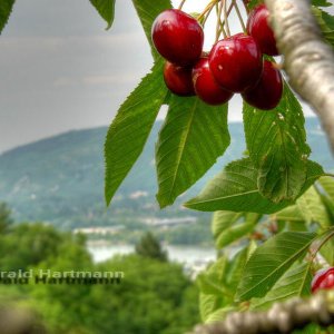 im Kirschbaum