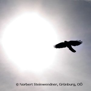 Schwerelos
