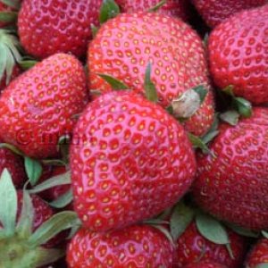 frische erdbeeren