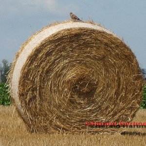Bussard im Ansitz