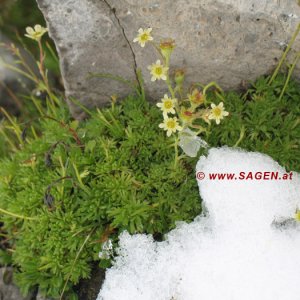 schneedecke