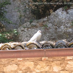 Die weißen Tauben des Hl. Franz von Assisi