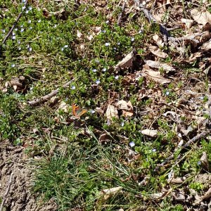 Schmetterlinge Februar