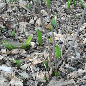 Der erste Bärlauch im Lainzer Tiergarten