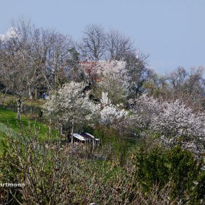 Obstblüte