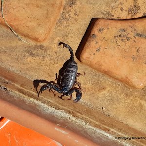 Skorpion Euscorpius italicus Südtirol