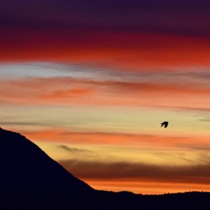 Morgengrauen