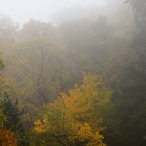 Herbstwald