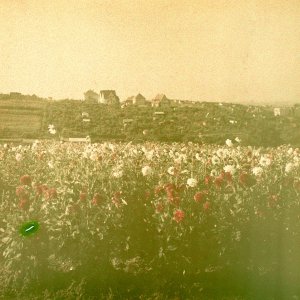 Autochrome Lumière Blumenwiese