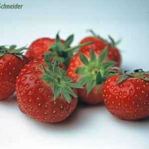 Erdbeeren