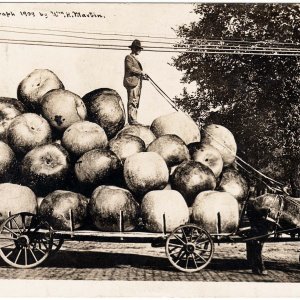 Apfelernte 1909 - Fotografische Lügengeschichte von Wilhelm H. Martin