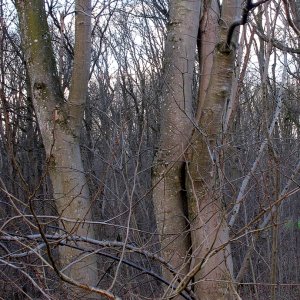Elfenauge