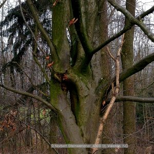 Elfenauge