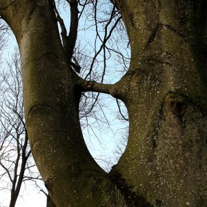 Elfenauge
