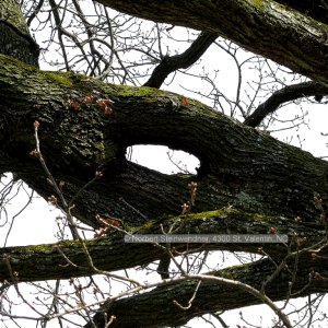 Elfenauge
