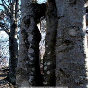 Elfenauge