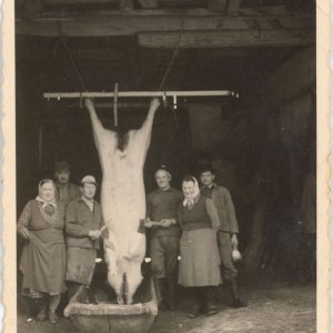 Schlachtung Schwein Landwirtschaft