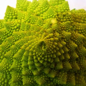 Der Romanesco, ein Kunstwerk der Natur.