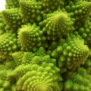 Der Romanesco, ein Kunstwerk der Natur.