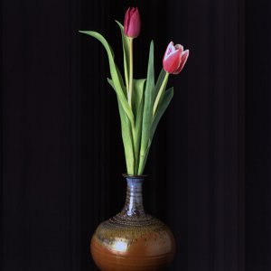 Tulpen