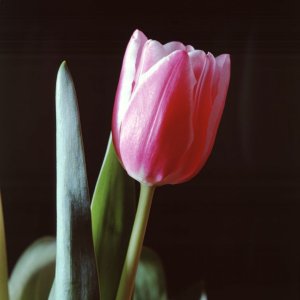 Tulpen