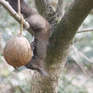 Eichhörnchen