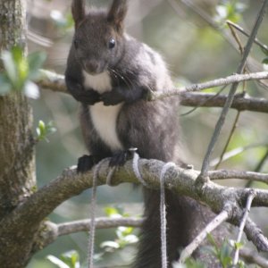 Eichhörnchen