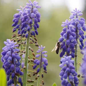 Armenische Traubenhyazinthe mit Honigbiene