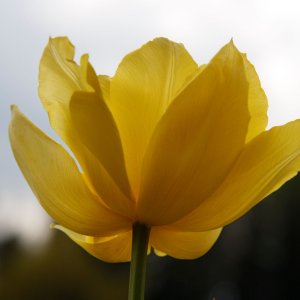 Tulpe im Sonnenlicht