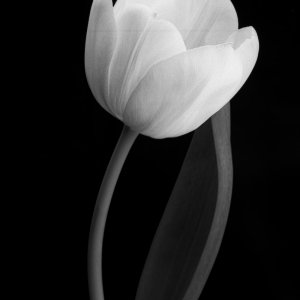 Weiße Tulpe