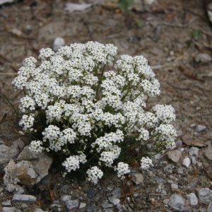 Alpen-Gemskresse