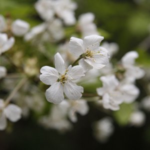 Blüten der Vogelkirsche