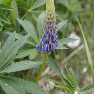 Lupine