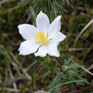 Alpen-Kuhschelle