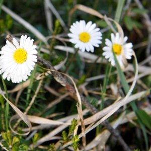 Alpen-Maßliebchen