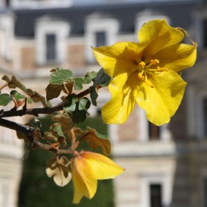 Hermesvilla im Lainzer Tiergarten