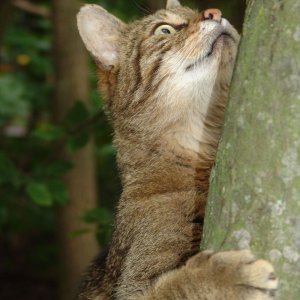 Wildkatze im Thaya Nationalpark