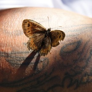 Schmetterling am Tattoo