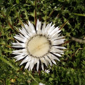 Silberdistel