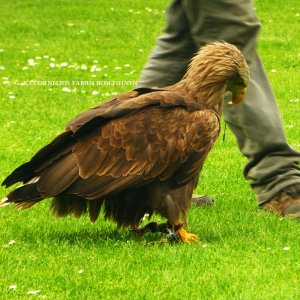 Flugvorführungen der Falknerei Hohenbeilstein.