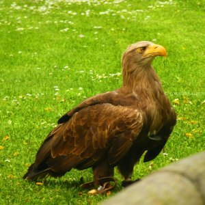 Flugvorführungen der Falknerei Hohenbeilstein.