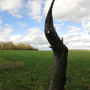 1 Es war einmal ein Baum