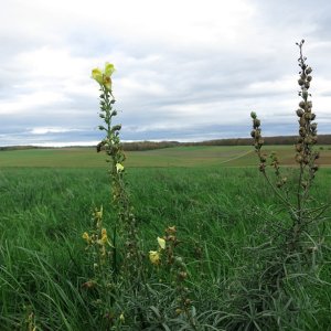 Letzter Sommergruß