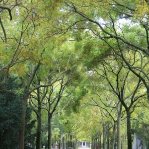 Wiener Zentralfriedhof