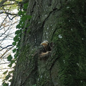 Pilze in Sicherheit