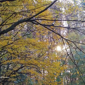 Goldener Herbst 4