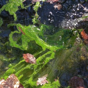 Wasserbecken im Wald